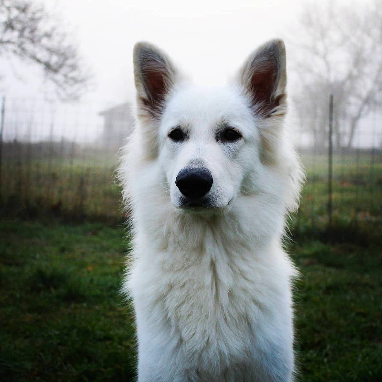 Replay a rejoint le concours — aidez-le/la à gagner de superbes lots ! ancient_dog_breeds, canidae, carnivore, companion_dog, dog, dog_breed, fur, grass, herding_dog, jaw, plant, samoyed, sky, snout, sporting_group, terrestrial_animal, tree, whiskers, working_animal, working_dog