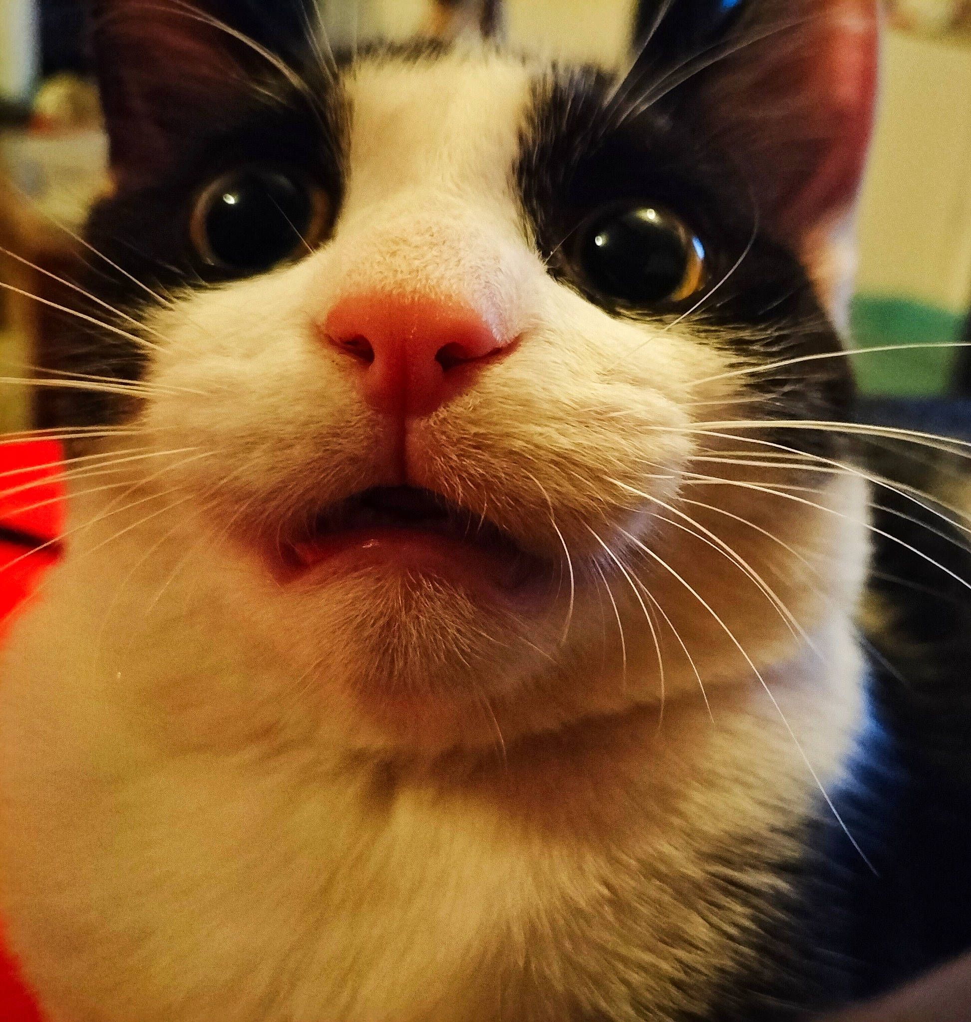 Mew participe au concours pour gagner de l'argent avec cette photo : carnivore, cat, domestic_short_haired_cat, ear, felidae, fur, photography, small_to_medium_sized_cats, snout, whiskers