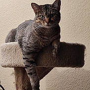 Tater is registered to the contest to win money with this photo: cat, tabby, feline, pet, cat_tree, lounging, relaxed, paw, indoor, home, texture, wall, fur, animal, mammal, whiskers, ears, claws, cute, domestic