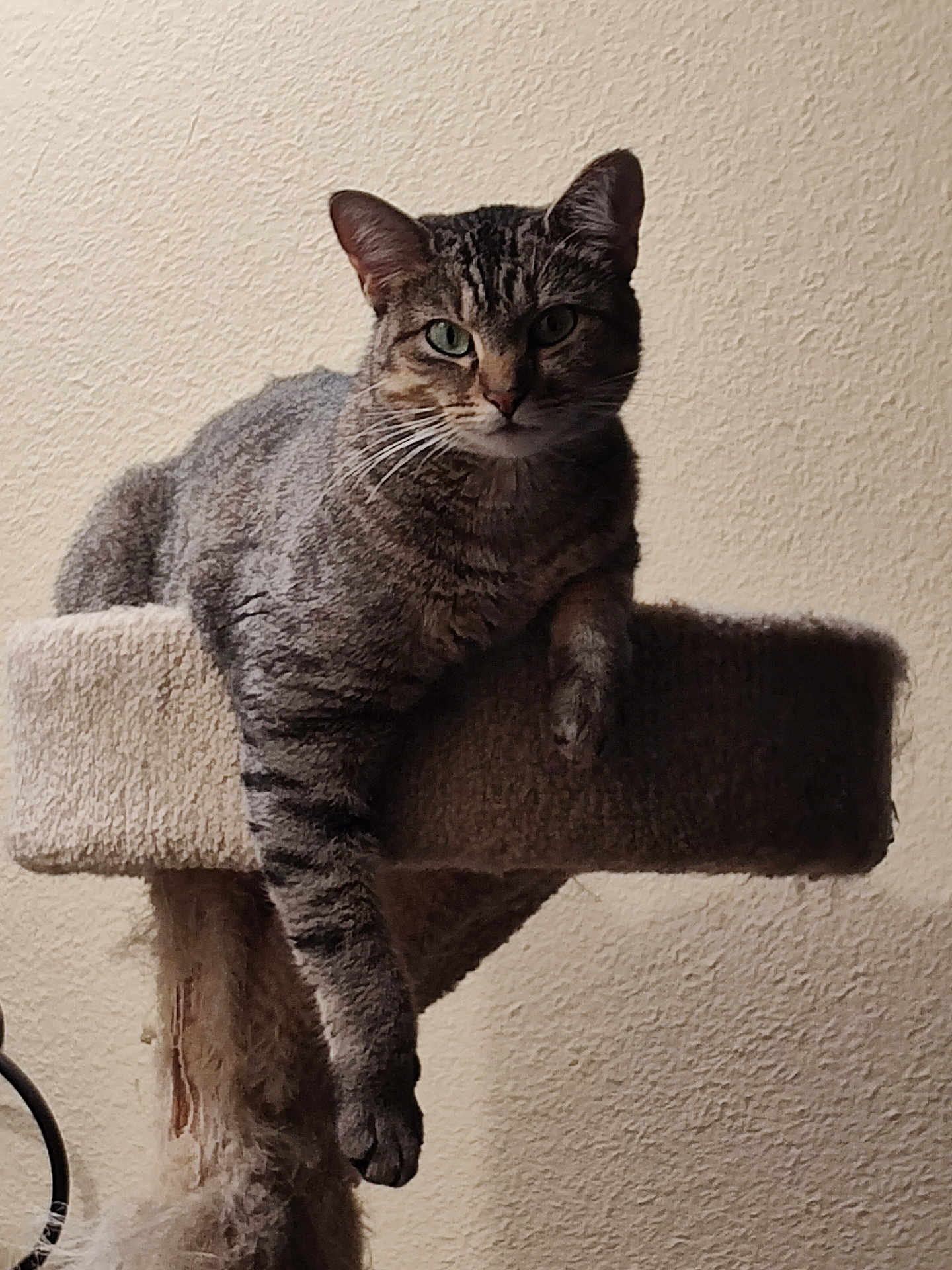 Tater