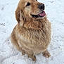 dog, golden_retriever, snow, winter, outdoor, sitting, tongue_out, fur, close_up, pet, animal, happy, muzzle, paws, paw_prints, portrait, canine, whiskers, nose, playful