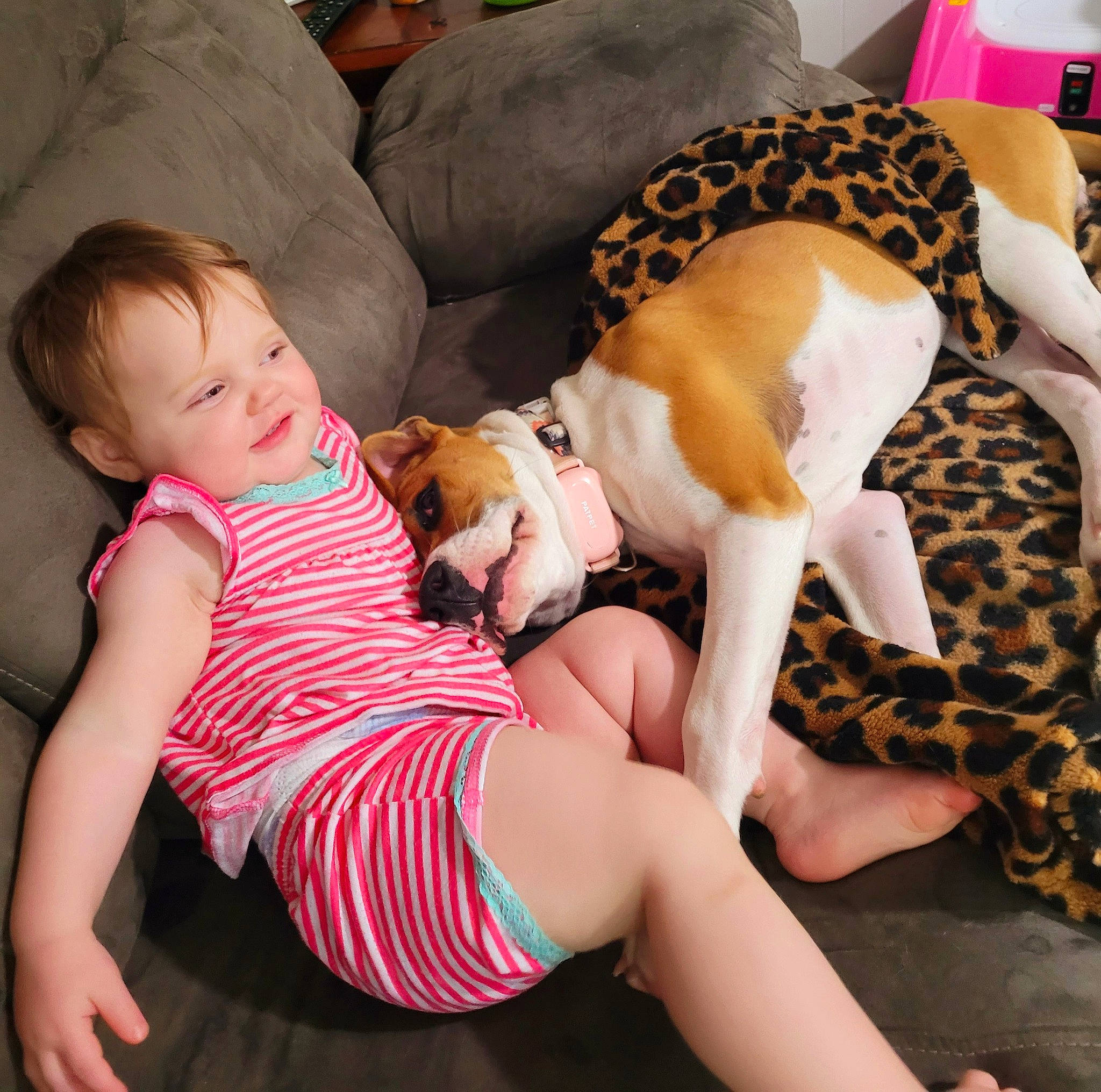 Myla joined the competition — help win amazing prizes! abdomen, beauty, carnivore, comfort, companion_dog, couch, fawn, finger, foot, human_leg, joint, knee, lap, mouth, person, pink, shoulder, sitting, skin, thigh