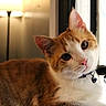 cat, orange_cat, white_cat, pet, indoor, window, lamp, curious, head_tilt, collar, bell, feline, animal, domestic_cat, closeup, fur, whiskers, ears, relaxed, cozy