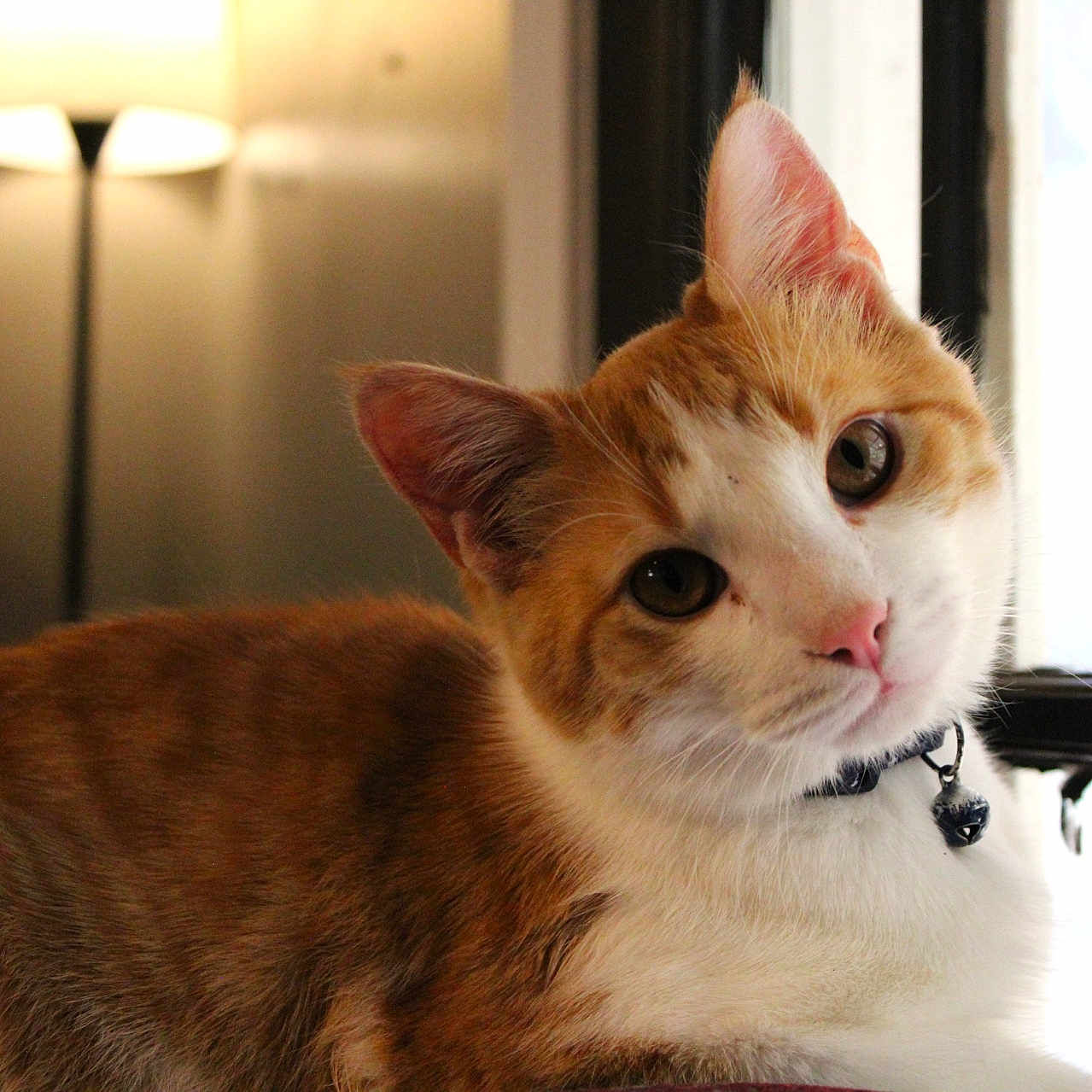Caseoh is registered to the contest to win money with this photo: cat, orange_cat, white_cat, pet, indoor, window, lamp, curious, head_tilt, collar, bell, feline, animal, domestic_cat, closeup, fur, whiskers, ears, relaxed, cozy