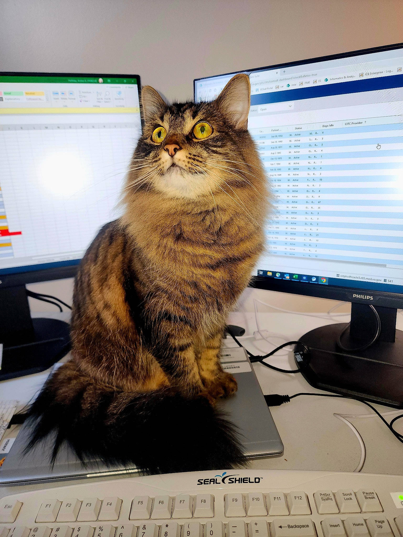 Ari is registered to the contest to win money with this photo: carnivore, cat, computer, computer_desk, computer_keyboard, computer_monitor, desk, display_device, electronic_device, felidae, input_device, mouse, numeric_keypad, output_device, peripheral, personal_computer, small_to_medium_sized_cats, space_bar, table, whiskers