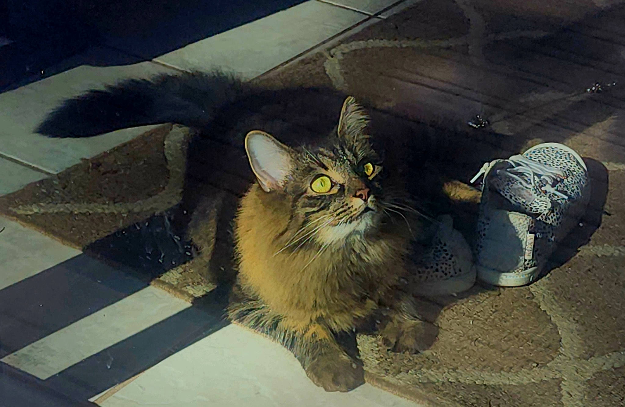 Ari joined the competition — help win amazing prizes! asphalt, black_cat, carnivore, cat, domestic_short_haired_cat, fawn, felidae, flooring, fur, grey, illustration, paw, road_surface, sitting, small_to_medium_sized_cats, snout, tail, tints_and_shades, visual_arts, whiskers