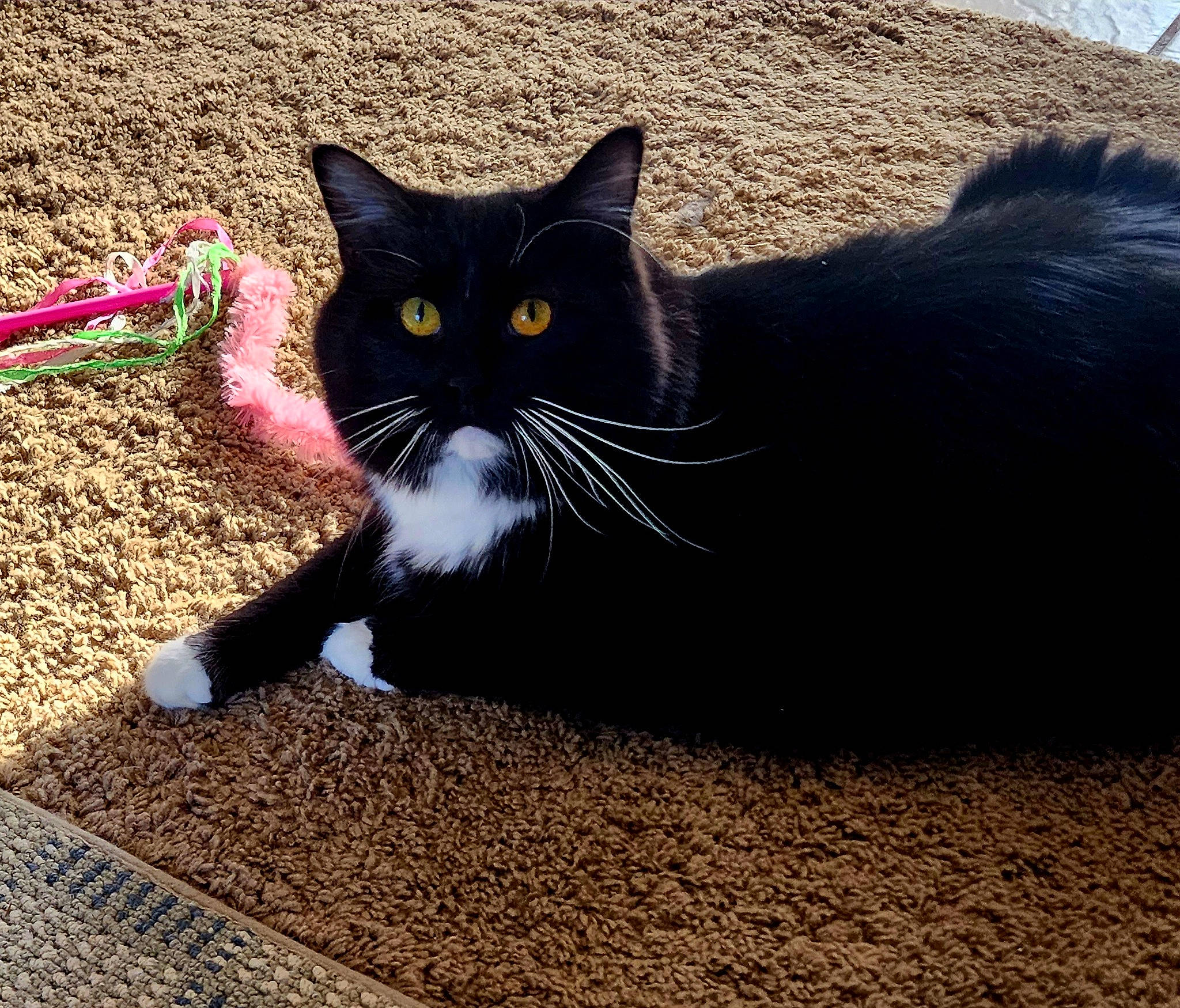 Bug is registered to the contest to win money with this photo: asphalt, black_cat, carnivore, cat, domestic_short_haired_cat, felidae, foot, fur, grass, paw, road_surface, sand, shadow, sitting, small_to_medium_sized_cats, snout, soil, tail, terrestrial_animal, whiskers