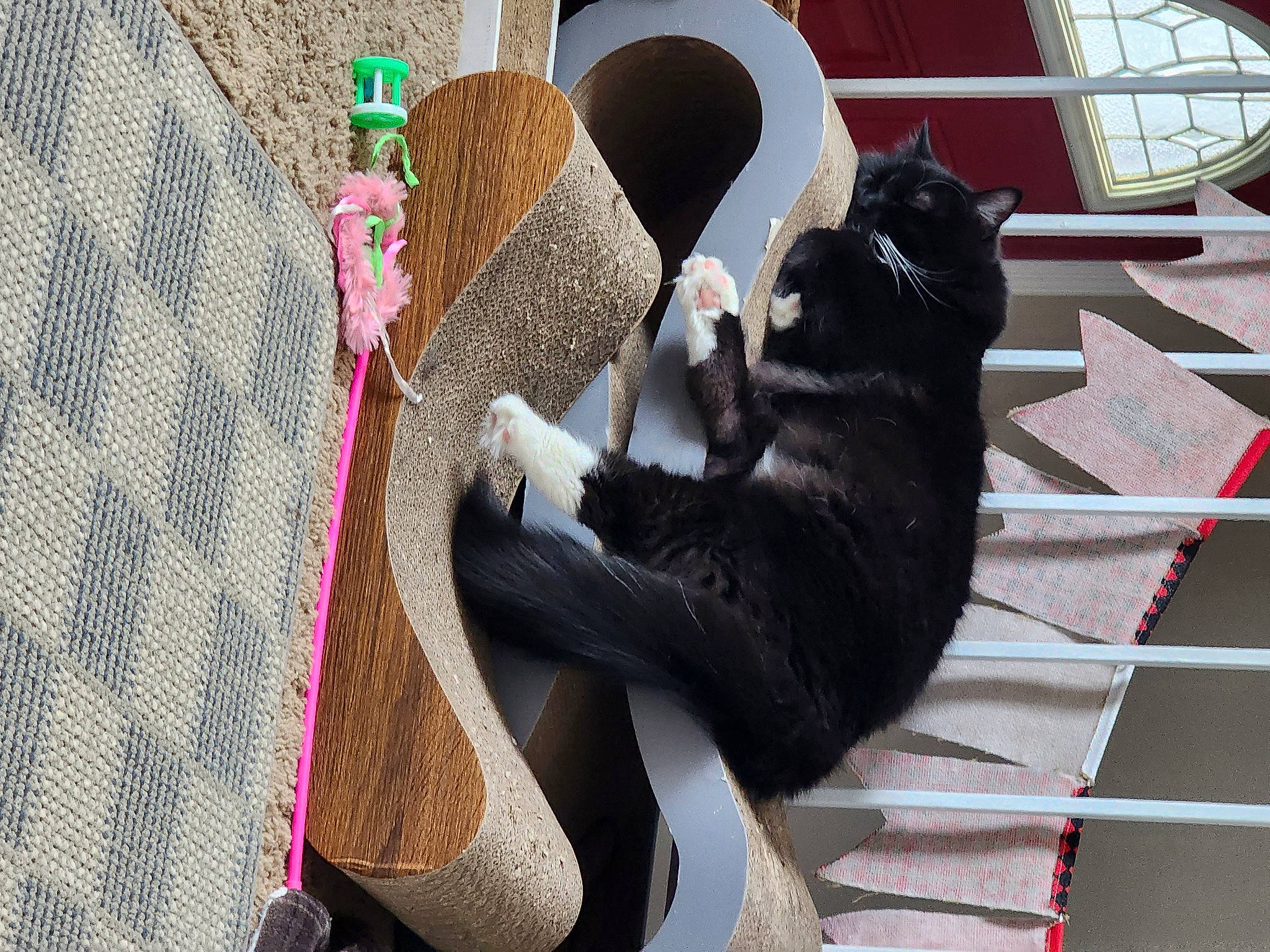 Bug is registered to the contest to win money with this photo: black_cat, canidae, carmine, carnivore, cat, comfort, companion_dog, dog_breed, domestic_short_haired_cat, felidae, fur, grey, linens, pattern, room, sitting, small_to_medium_sized_cats, sporting_group, tail, whiskers