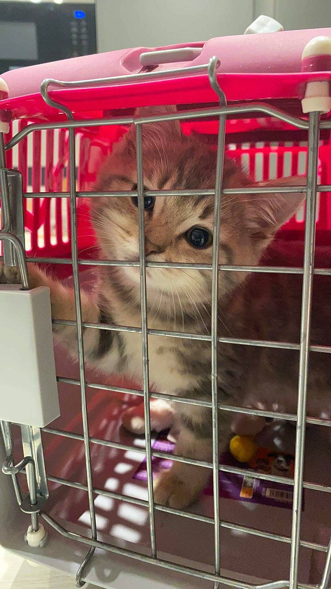 Nem participe au concours pour gagner de l'argent avec cette photo : animal_shelter, cage, carnivore, cat, domestic_short_haired_cat, fawn, felidae, fur, kennel, mammal, mesh, pet_supply, pink, service, shelf, small_to_medium_sized_cats, snout, terrestrial_animal, vertebrate, whiskers