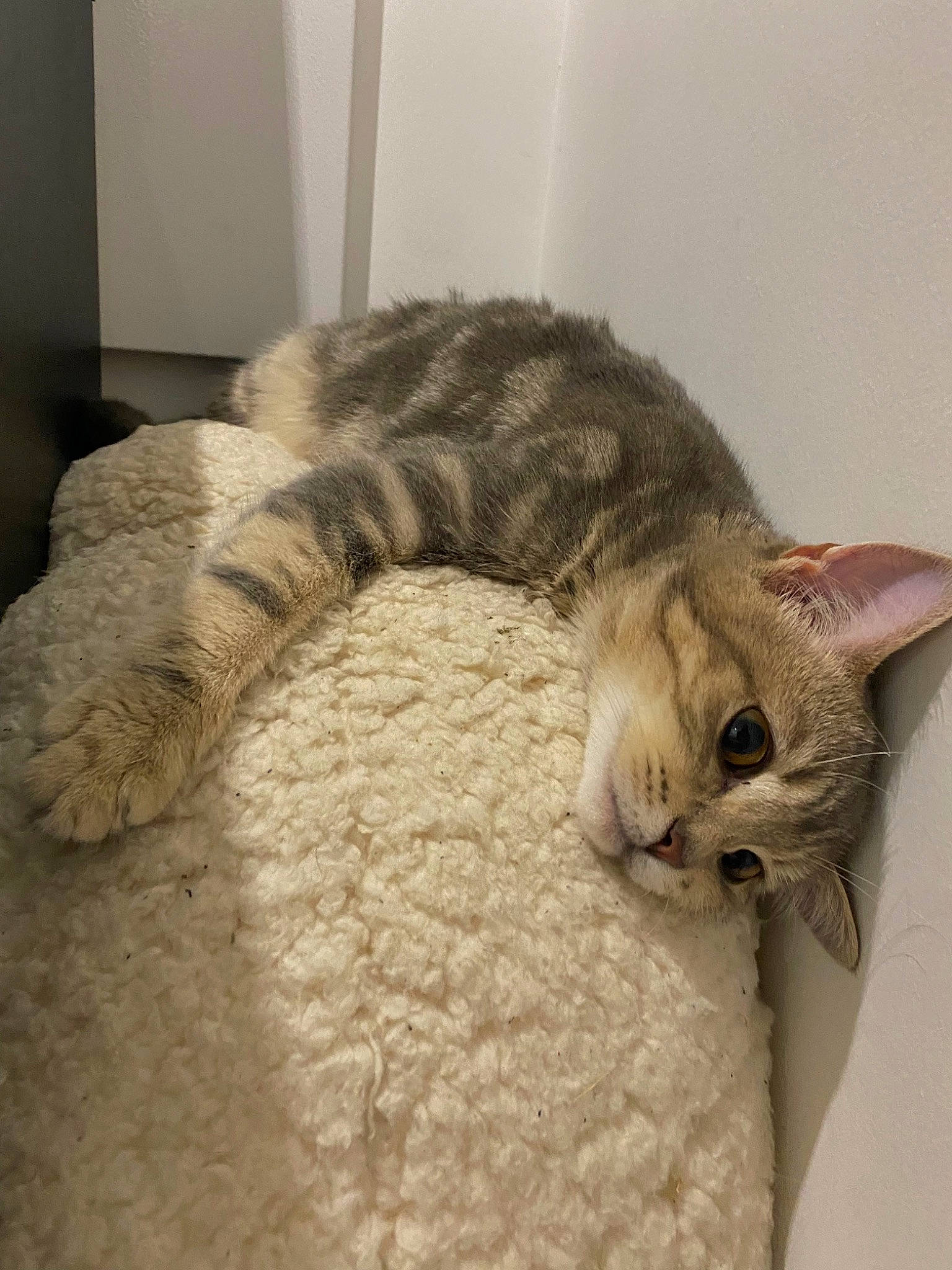 Nem a rejoint le concours — aidez-le/la à gagner de superbes lots ! bed, carnivore, cat, cat_bed, claw, comfort, couch, domestic_short_haired_cat, eye, felidae, fur, grey, nap, paw, small_to_medium_sized_cats, snout, tail, terrestrial_animal, whiskers