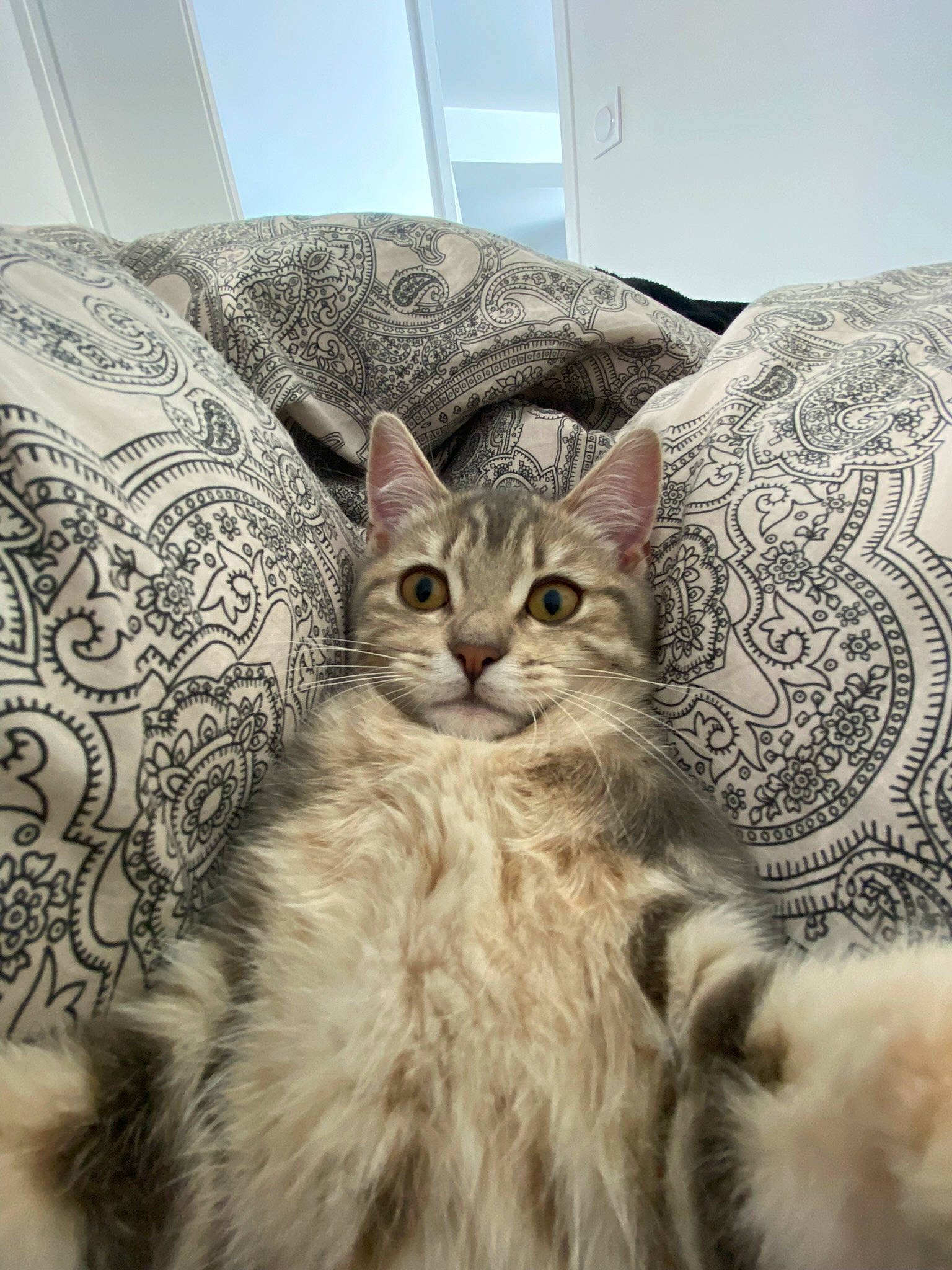 Nem a rejoint le concours — aidez-le/la à gagner de superbes lots ! carnivore, cat, claw, comfort, couch, domestic_short_haired_cat, door, eye, felidae, fur, linens, pattern, paw, room, sitting, small_to_medium_sized_cats, snout, tail, tree, whiskers