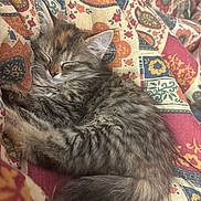 Duchesse participe au concours pour gagner de l'argent avec cette photo : kitten, sleeping, cat, fur, cozy, blanket, patterned, colorful, cute, pet, resting, animal, indoor, soft, feline, young, tabby, whiskers, peaceful, closeup