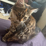 Duchesse participe au concours pour gagner de l'argent avec cette photo : animal, bed, blanket, cat, cozy, curious, domestic, ears, feline, fluffy, fur, indoor, pet, purple_bedspread, room, shelf, soft, tabby, television, whiskers