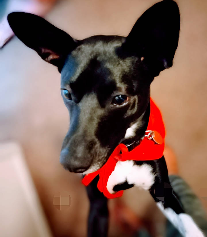 Adonis is registered to the contest to win money with this photo: canidae, carnivore, collar, companion_dog, dog, dog_breed, dog_collar, dog_supply, ear, electric_blue, fawn, fur, snout, sporting_group, terrestrial_animal, terrier, toy_dog, whiskers, working_animal, working_dog