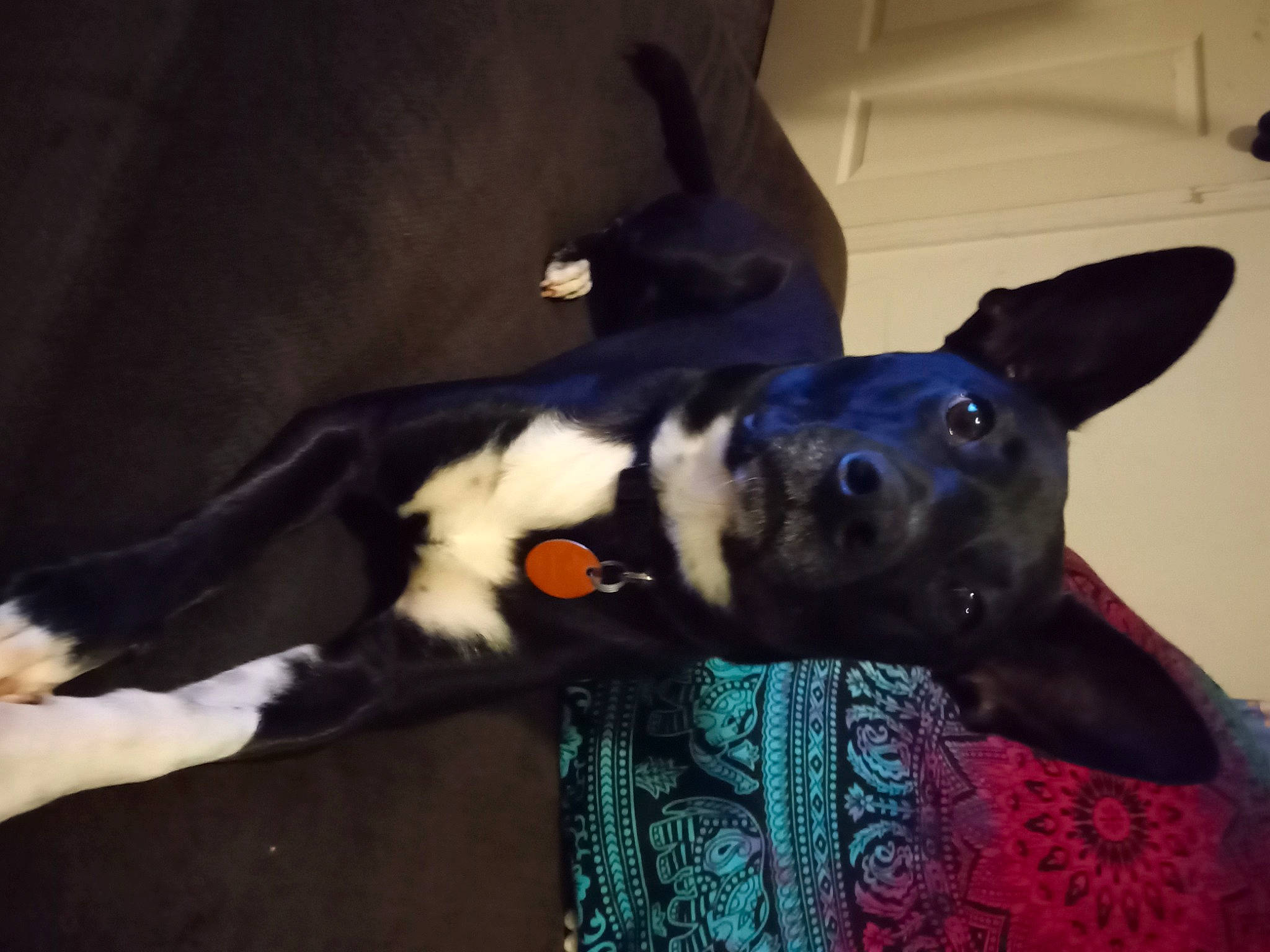 Adonis is registered to the contest to win money with this photo: boston_terrier, canidae, carnivore, comfort, companion_dog, couch, dog, dog_breed, ear, electric_blue, fawn, felidae, fur, guard_dog, snout, sporting_group, tail, toy_dog, whiskers, working_animal