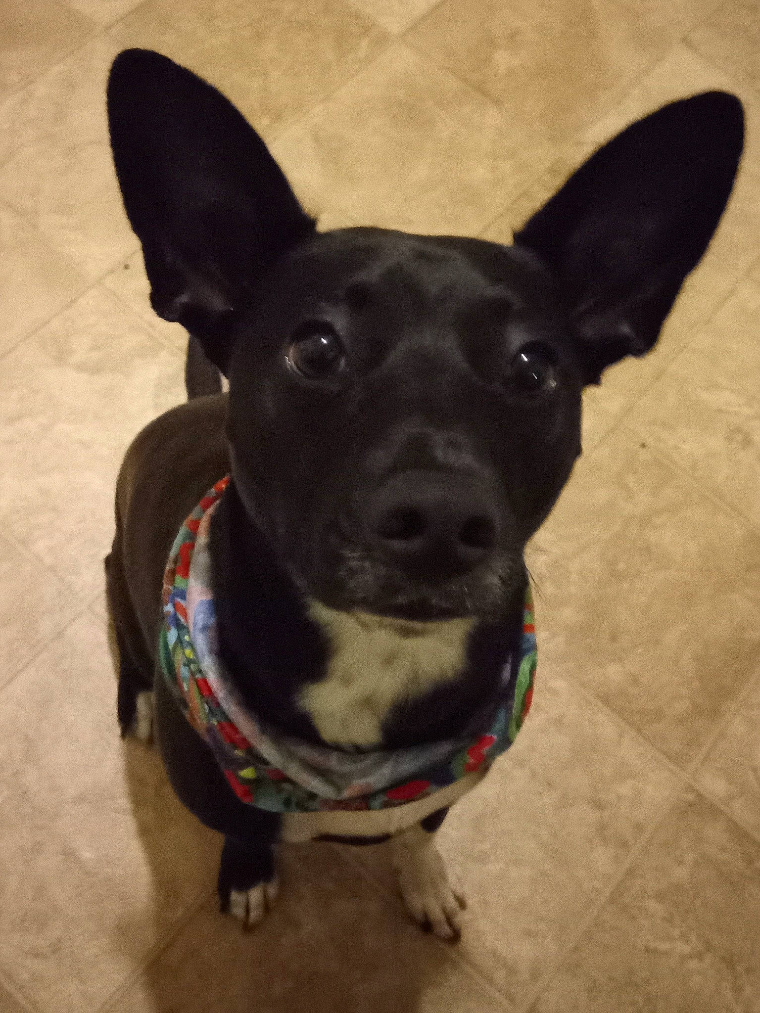 Adonis joined the competition — help win amazing prizes! canidae, carnivore, collar, companion_dog, dog, dog_breed, dog_collar, dog_supply, ear, fashion_accessory, fawn, fur, non_sporting_group, pet_supply, snout, sporting_group, whiskers, working_animal, working_dog