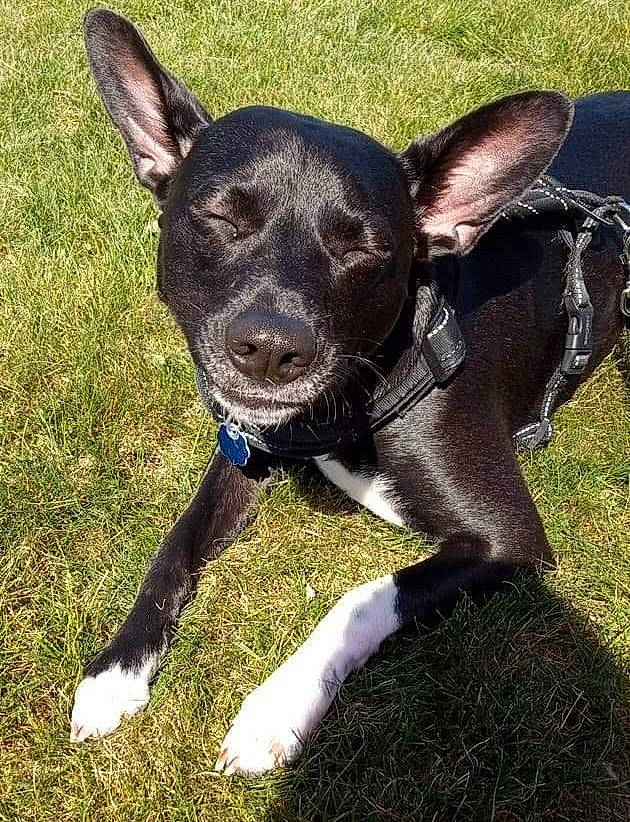 Adonis joined the competition — help win amazing prizes! canidae, carnivore, collar, companion_dog, dog, dog_breed, dog_collar, dog_supply, ear, eye, fashion_accessory, fawn, grass, plant, snout, sporting_group, tail, terrestrial_animal, whiskers, working_animal