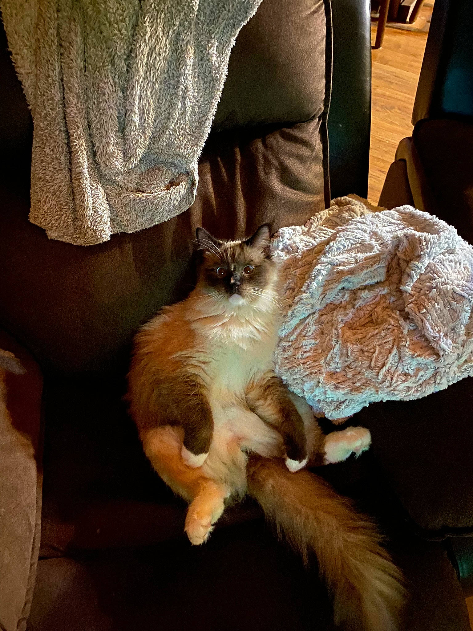 Blaze joined the competition — help win amazing prizes! bed, carnivore, cat, chair, claw, comfort, companion_dog, dog_breed, fawn, felidae, fur, human_leg, lap, linens, small_to_medium_sized_cats, sporting_group, tail, thigh, whiskers, wood