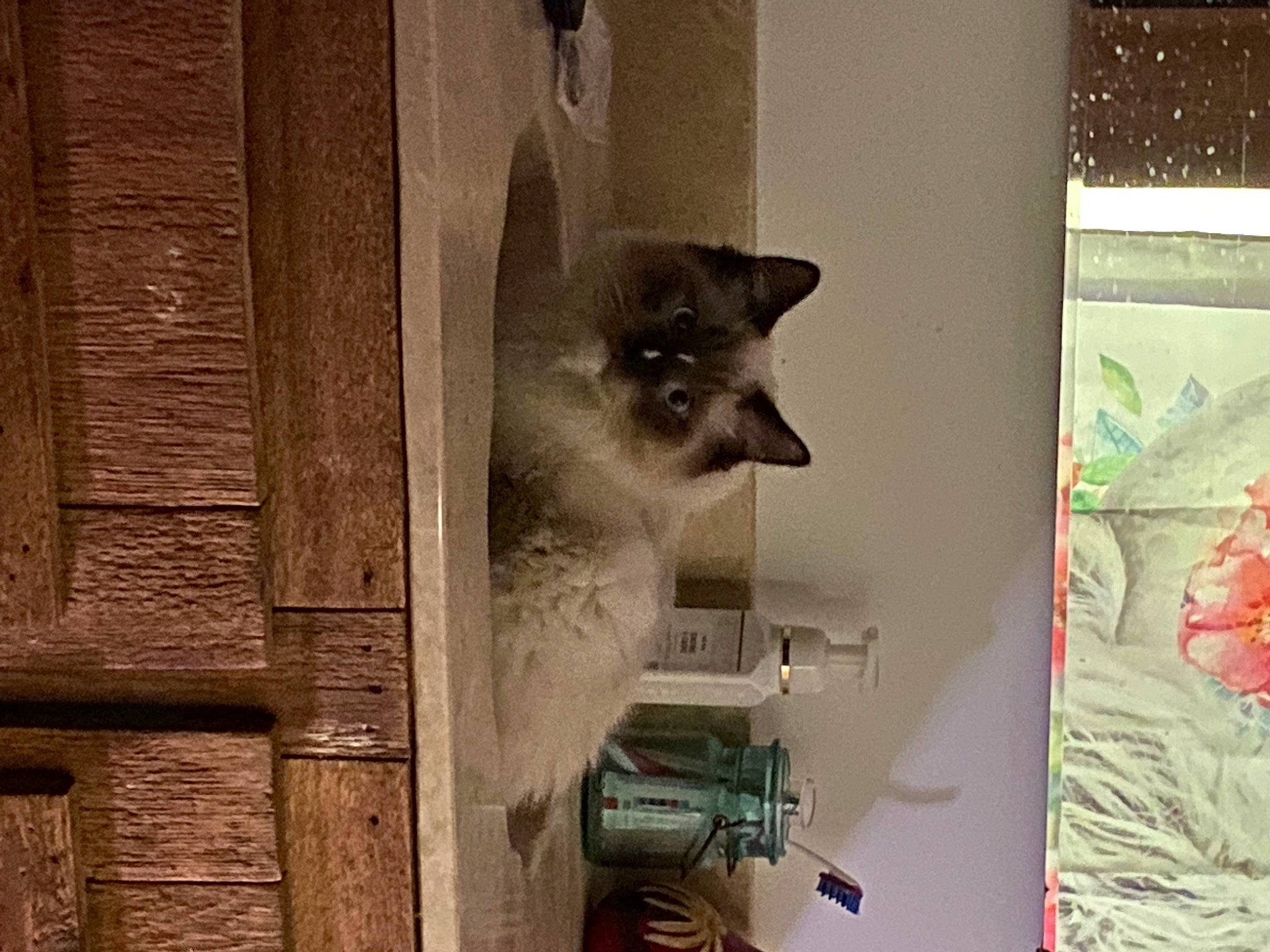 Blaze joined the competition — help win amazing prizes! balinese, carnivore, cat, cat_supply, domestic_short_haired_cat, fawn, felidae, fur, hardwood, room, siamese, small_to_medium_sized_cats, tail, whiskers, window, wood