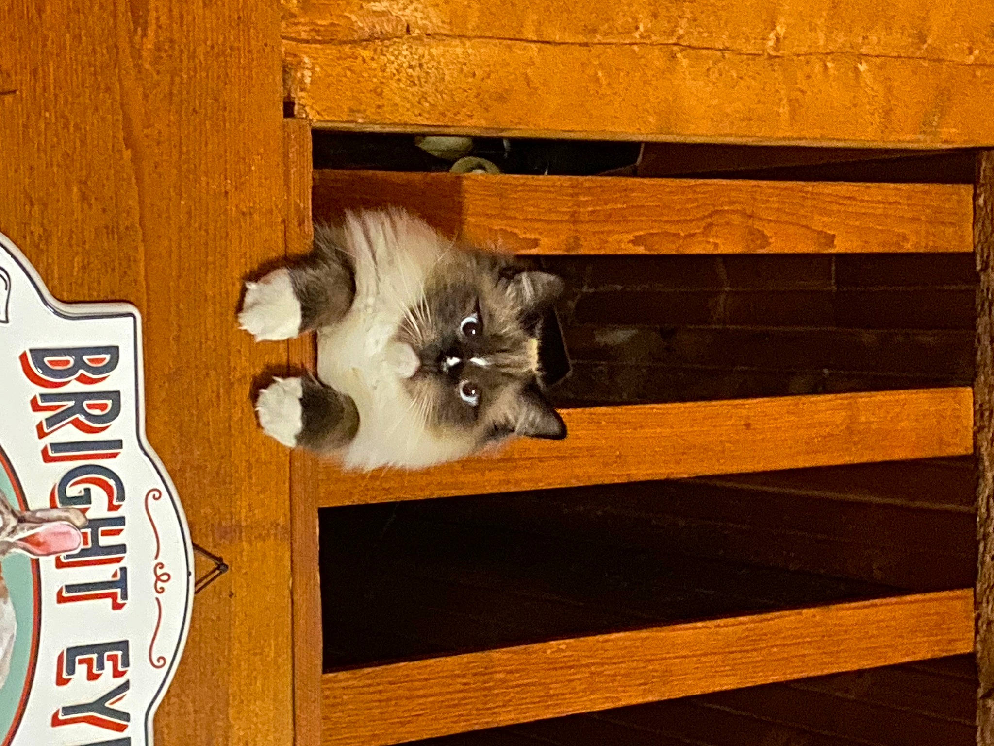 Blaze joined the competition — help win amazing prizes! art, brown, carnivore, cat, companion_dog, dog_breed, felidae, floor, flooring, hardwood, line, mammal, rectangle, small_to_medium_sized_cats, sporting_group, tail, tints_and_shades, whiskers, wood, wood_stain