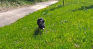 Natsu a rejoint le concours — aidez-le/la à gagner de superbes lots ! dog, black_dog, running, grass, greenery, wildflowers, outdoor, daylight, nature, field, path, happy, animal, canine, summer, sunlight, playful, pet, motion, landscape
