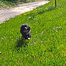 dog, black_dog, running, grass, greenery, wildflowers, outdoor, daylight, nature, field, path, happy, animal, canine, summer, sunlight, playful, pet, motion, landscape