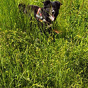 Natsu a rejoint le concours — aidez-le/la à gagner de superbes lots ! dog, black_and_white, harness, grass, field, outdoor, nature, sunny, sky, clouds, greenery, playful, animal, pet, summer, happy, tongue_out, daytime, rural, scenery