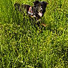 dog, black_and_white, harness, grass, field, outdoor, nature, sunny, sky, clouds, greenery, playful, animal, pet, summer, happy, tongue_out, daytime, rural, scenery