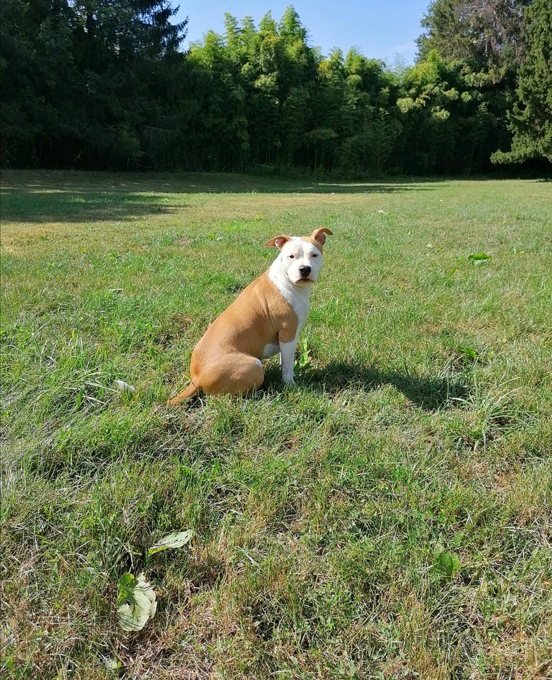 Russia participe au concours pour gagner de l'argent avec cette photo : canidae, carnivore, collar, companion_dog, dog, dog_breed, fawn, grass, grassland, landscape, meadow, pasture, plant, prairie, sky, sporting_group, tail, terrestrial_animal, tree, working_animal