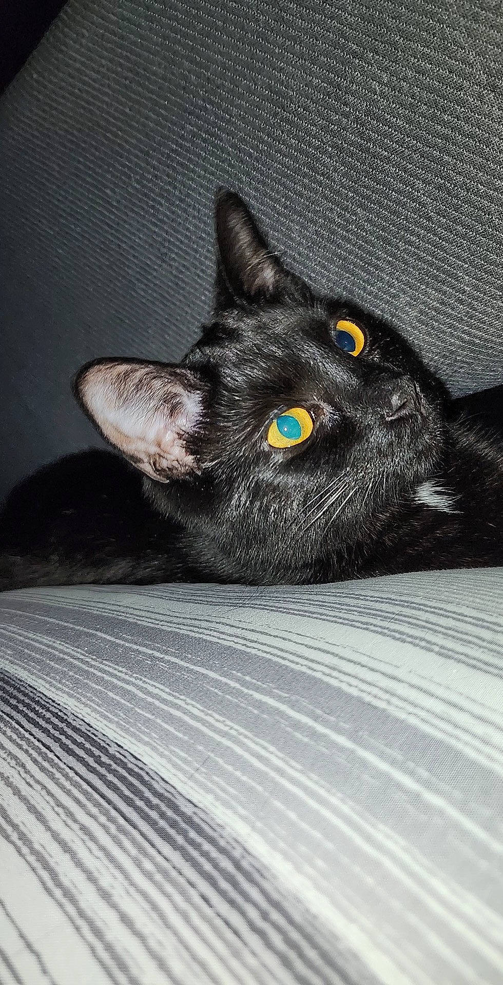 Snowball joined the competition — help win amazing prizes! black_cat, bombay, carnivore, cat, claw, comfort, domestic_short_haired_cat, eye, felidae, fur, grey, havana_brown, iris, monochrome_photography, paw, small_to_medium_sized_cats, snout, whiskers