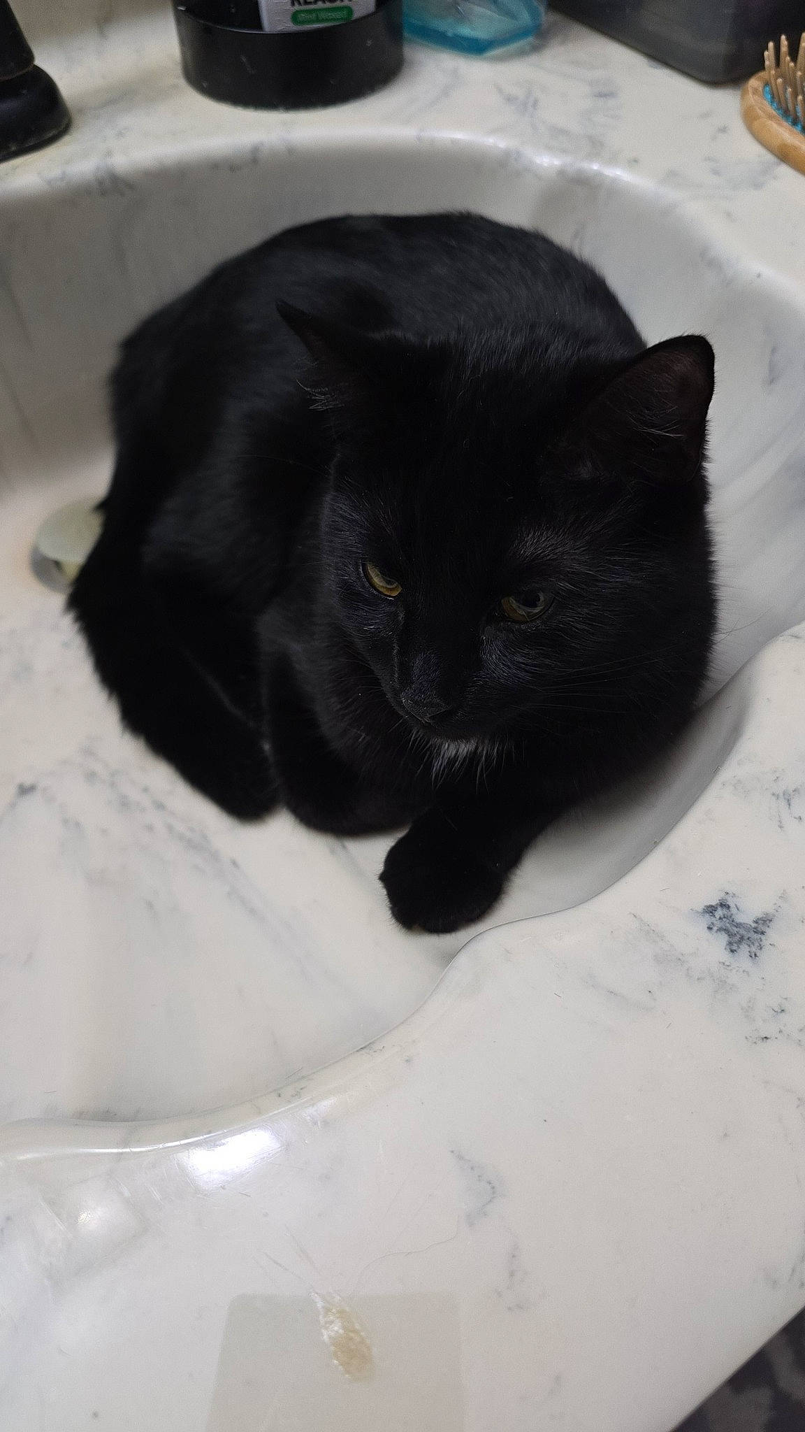 Snowball joined the competition — help win amazing prizes! black_cat, bombay, canidae, carnivore, cat, cat_supply, claw, comfort, domestic_short_haired_cat, felidae, fur, linens, monochrome_photography, nap, paw, small_to_medium_sized_cats, snout, tail, terrestrial_animal, whiskers