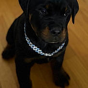 Duke is registered to the contest to win money with this photo: animal, black_fur, brown_markings, canine, chain_collar, collar, companion, cute, dog, domestic_animal, indoor, indoor_lighting, looking_away, pet, puppy, rottweiler, sitting, wooden_floor, young, young_dog