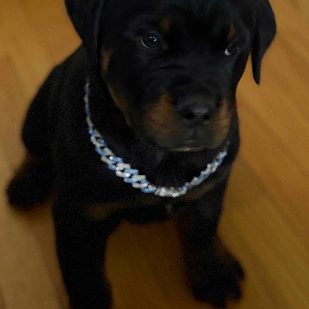 Duke