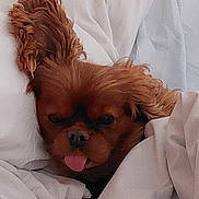 Noisette a rejoint le concours — aidez-le/la à gagner de superbes lots ! dog, brown_dog, pet, blanket, bed, sleepy, tongue_out, floppy_ears, cute, fur, indoors, cozy, resting, animal, canine, face, close_up, white_blanket, comfort, relaxation