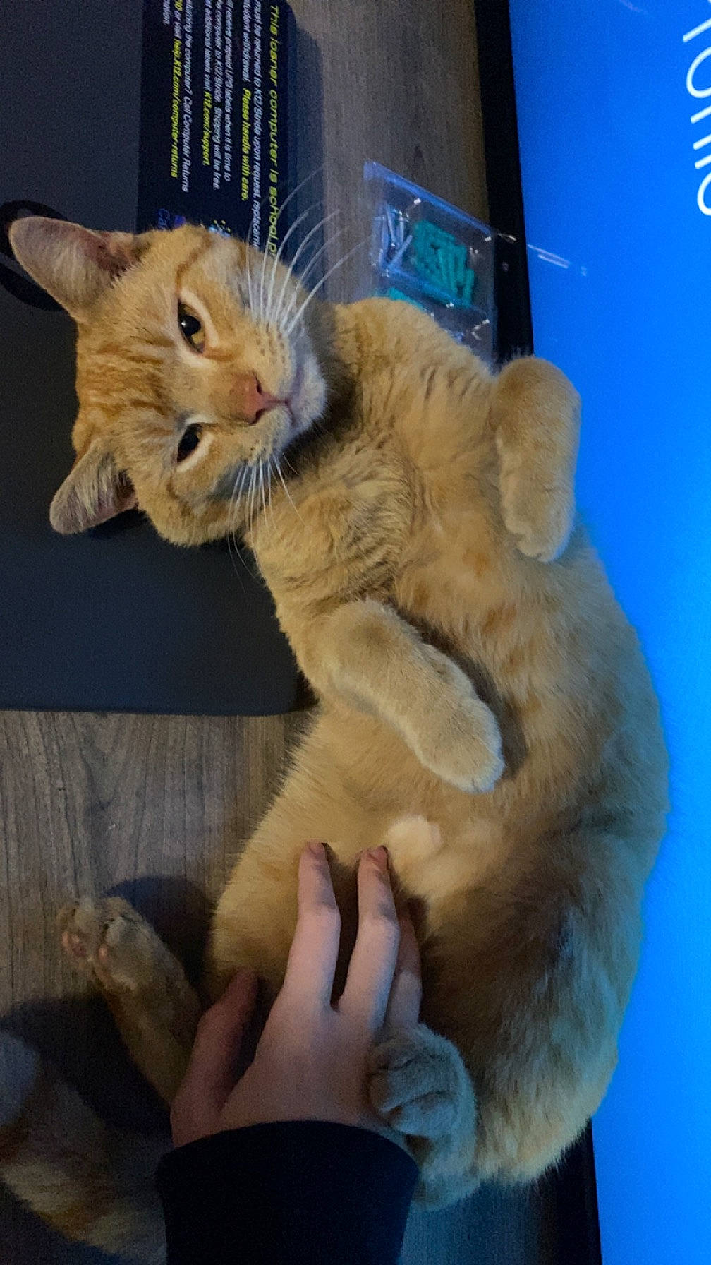 Garfield is registered to the contest to win money with this photo: canidae, carnivore, cat, claw, comfort, domestic_short_haired_cat, ear, fawn, felidae, finger, foot, fur, gesture, nap, paw, small_to_medium_sized_cats, snout, tail, whiskers