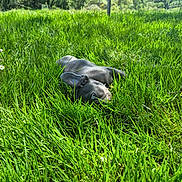 Baloo participe au concours pour gagner de l'argent avec cette photo : animal, canine, cute, dog, field, french_bulldog, grass, greenery, landscape, nature, outdoor, pet, playful, puppy, resting, sky, summer, sunny, trees, young