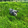 animal, canine, cute, dog, field, french_bulldog, grass, greenery, landscape, nature, outdoor, pet, playful, puppy, resting, sky, summer, sunny, trees, young