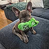 Baloo participe au concours pour gagner de l'argent avec cette photo : animal, couch, cozy, cute, dog, domestic, ears, french_bulldog, fur, furniture, house, indoor, living_room, pet, pet_toy, pillow, playful, puppy, sock, wooden_floor