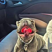 Baloo participe au concours pour gagner de l'argent avec cette photo : dog, puppy, french_bulldog, car_interior, seat, tongue, sunlight, collar, leash, pet, happy, cute, animal, smiling, closeup, wrinkles, car_door, window, blue_sky, playful