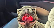 Baloo participe au concours pour gagner de l'argent avec cette photo : animal, blue_sky, car_door, car_interior, closeup, collar, cute, dog, french_bulldog, happy, leash, pet, playful, puppy, seat, smiling, sunlight, tongue, window, wrinkles