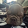 Baloo participe au concours pour gagner de l'argent avec cette photo : animal, blanket, close_up, cozy, cute, dog, ears, face, french_bulldog, fur, indoor, nose, peaceful, pet, portrait, relaxation, resting, sleeping, snout, wrinkles