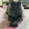 cat, gray_cat, feline, pet, indoor, rug, striped_rug, yellow_eyes, fluffy_fur, relaxed, lying_down, portrait, close_up, whiskers, ears, paws, home, domestic_animal, animal, cute
