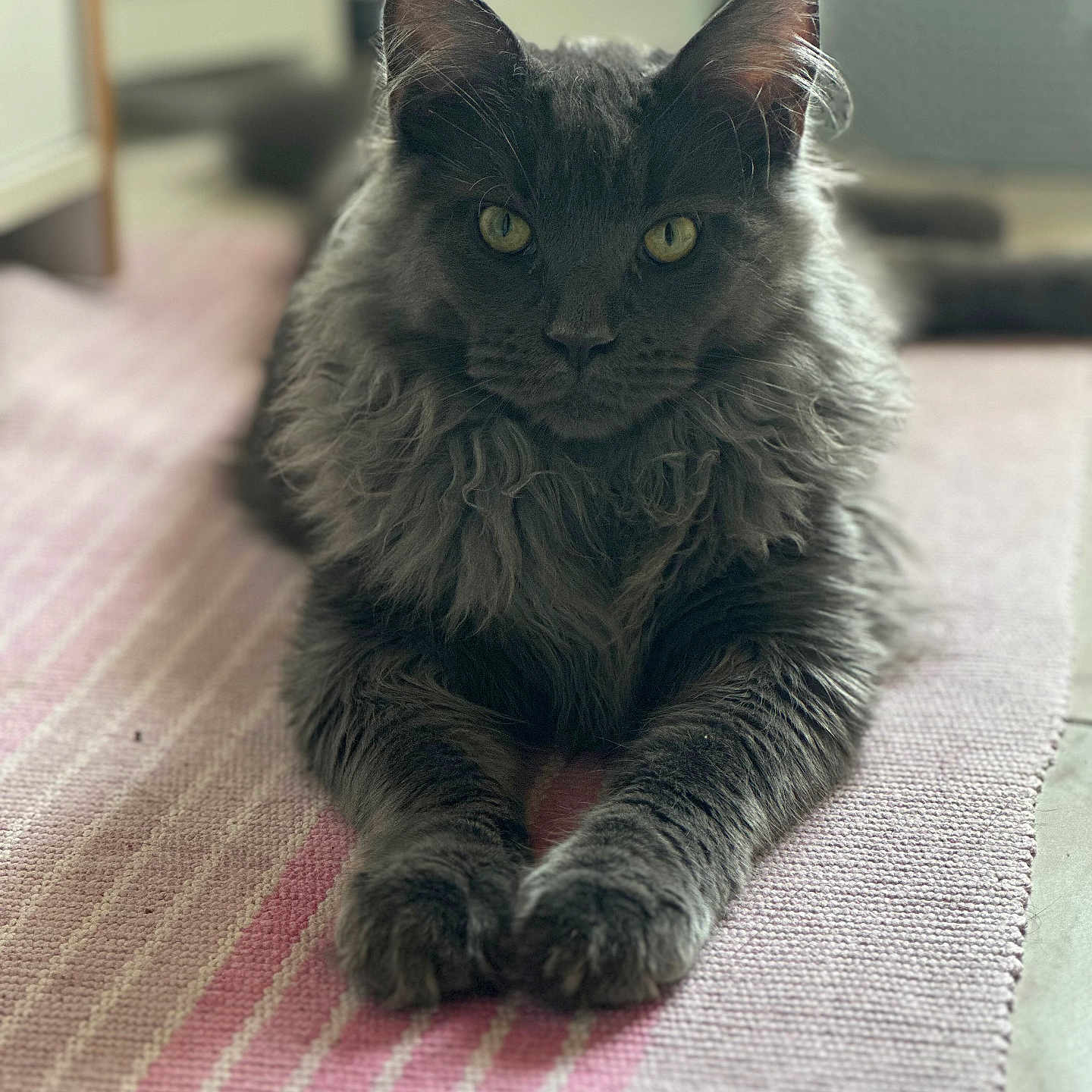 Aslan participe au concours pour gagner de l'argent avec cette photo : cat, gray_cat, feline, pet, indoor, rug, striped_rug, yellow_eyes, fluffy_fur, relaxed, lying_down, portrait, close_up, whiskers, ears, paws, home, domestic_animal, animal, cute