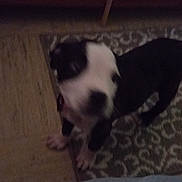 Stormy is registered to the contest to win money with this photo: dog, black_and_white, puppy, indoor, carpet, rug, floor, furniture, wooden_floor, pet, animal, standing, looking_up, blur, motion_blur, domestic, canine, home, living_room, companion