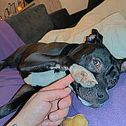 Venom participe au concours pour gagner de l'argent avec cette photo : affectionate, animal, black_and_white, blanket, canine, close_up, couch, dog, ears, fur, home, human_hand, indoor, nose, paw, pet, purple, relaxed, resting, toy