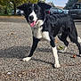 Alonzo a rejoint le concours — aidez-le/la à gagner de superbes lots ! dog, border_collie, black_and_white, outdoor, parking_lot, gravel, happy, tongue_out, ears_up, autumn, trees, cars, daylight, canine, pet, animal, nature, playful, smiling, walking