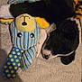 Alonzo a rejoint le concours — aidez-le/la à gagner de superbes lots ! puppy, dog, sleeping, stuffed_toy, teddy_bear, polka_dots, blue, yellow, black_and_white, blanket, cozy, cute, pet, fur, nose, paw, soft, resting, indoors, toy