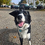 Alonzo participe au concours pour gagner de l'argent avec cette photo : dog, border_collie, black_and_white, smiling, happy, outdoor, gravel, parking_lot, trees, cars, daytime, tongue_out, pet, canine, animal, playing, nature, collar, fur, friendly