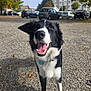 dog, border_collie, black_and_white, smiling, happy, outdoor, gravel, parking_lot, trees, cars, daytime, tongue_out, pet, canine, animal, playing, nature, collar, fur, friendly
