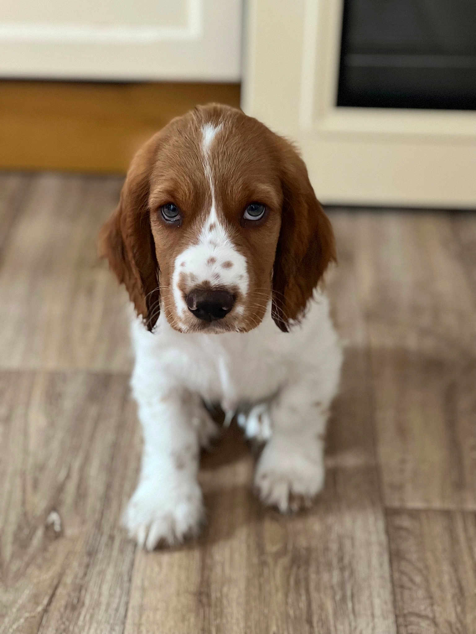 Otis